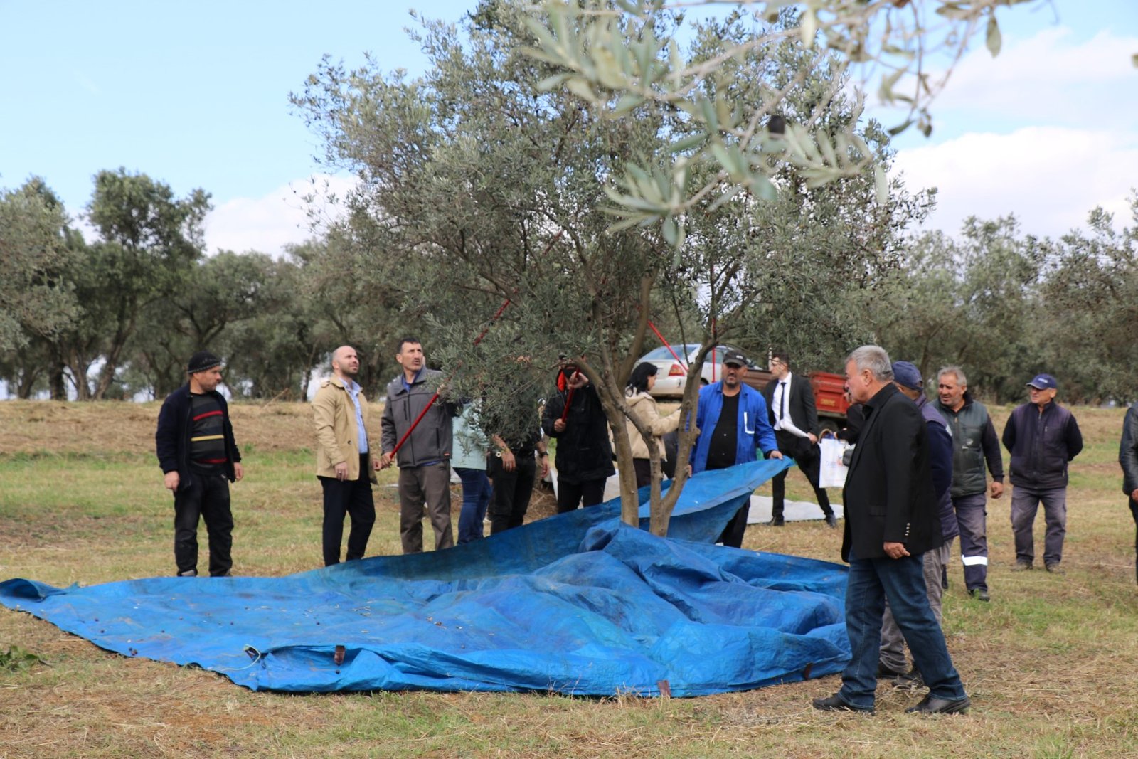 GTÜ’de 4. Geleneksel Zeytin Hasadı Şenliği Gerçekleştirildi