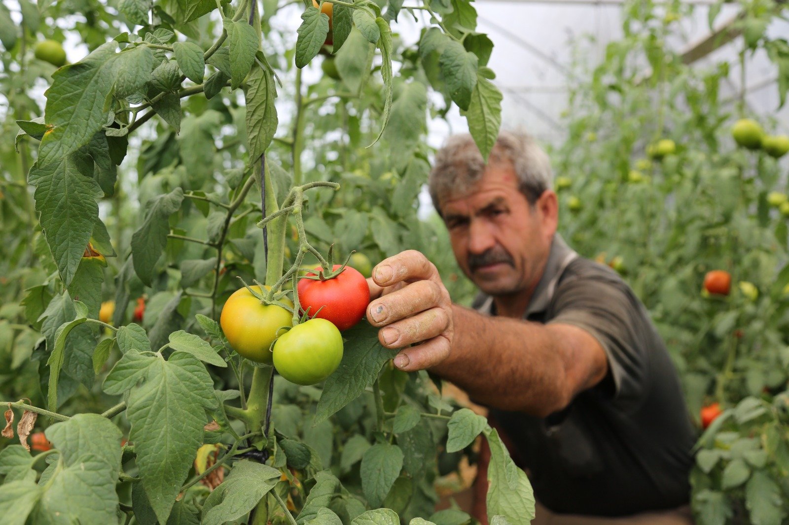 Büyükşehir’den yüzde 50 hibeli sera desteği