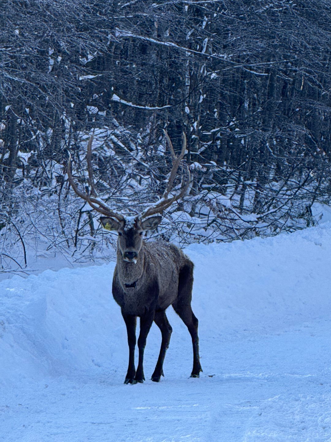 Karla kaplı Kuzuyayla’da kızıl geyik görüntülendi