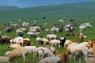 Kırsalda Bereket Projesi kapsamında küçükbaş hayvancılığa destek başvuruları için son gün 30 Nisan