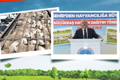 Kayseri'de 'Koyunlar Artıyor, Meralar Şenleniyor' projesi kapsamında dağıtılan koyunlar ve mera alanları