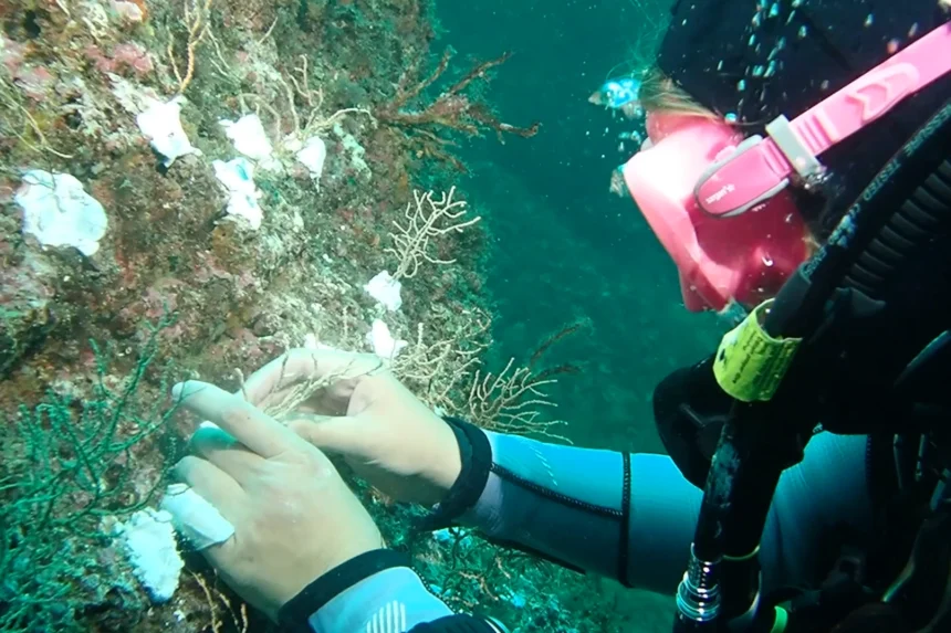 Marmara Denizi'nde mercanların yeniden canlandırılması projesi