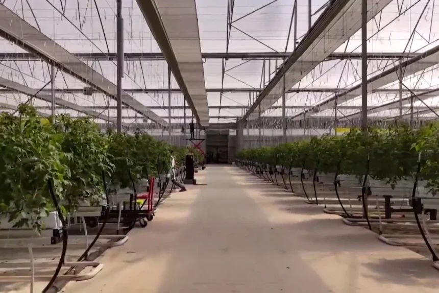 Zonguldak Çaycuma'da faaliyete geçen Sera Organize Tarım Bölgesi (OTB) projesini gösteren kapak görseli.