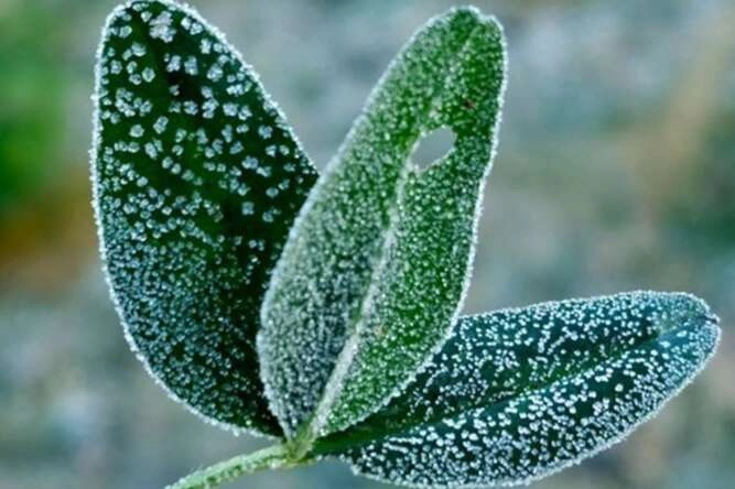 Bursa'da çiftçileri ilgilendiren zirai don tehlikesi uyarısı