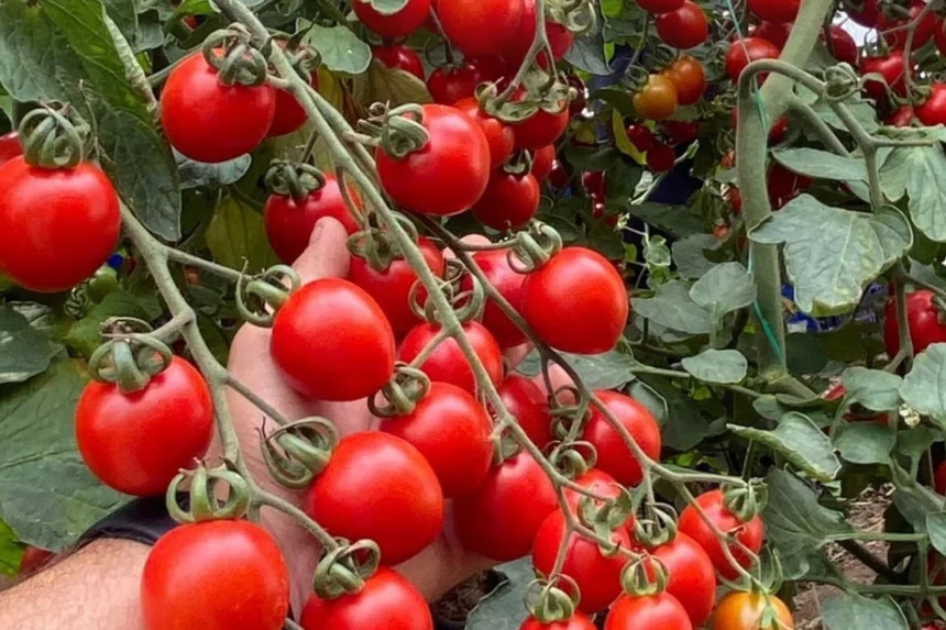 Balıkesir'de bir zincir markette fahiş fiyattan satılan kokteyl domatesler