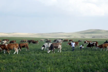 Kars Ani'de mera kullanımıyla ilgili Tarım ve Orman Bakanlığı'ndan açıklama