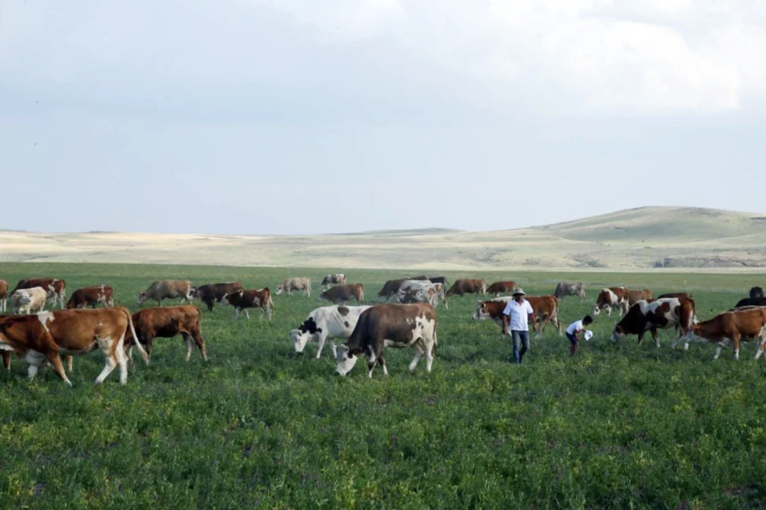 Kars Ani'de mera kullanımıyla ilgili Tarım ve Orman Bakanlığı'ndan açıklama