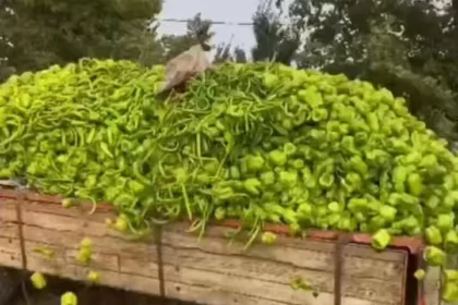 Ticaret Bakanlığı logosu ve Bursa'da biber üretimiyle ilgili haber başlığı