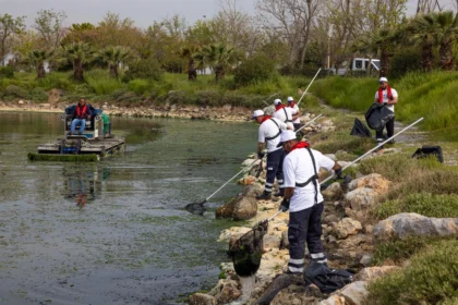 İzmir Büyükşehir Belediyesi ekipleri Çakalburnu Lagünü'nden yosun topluyor.