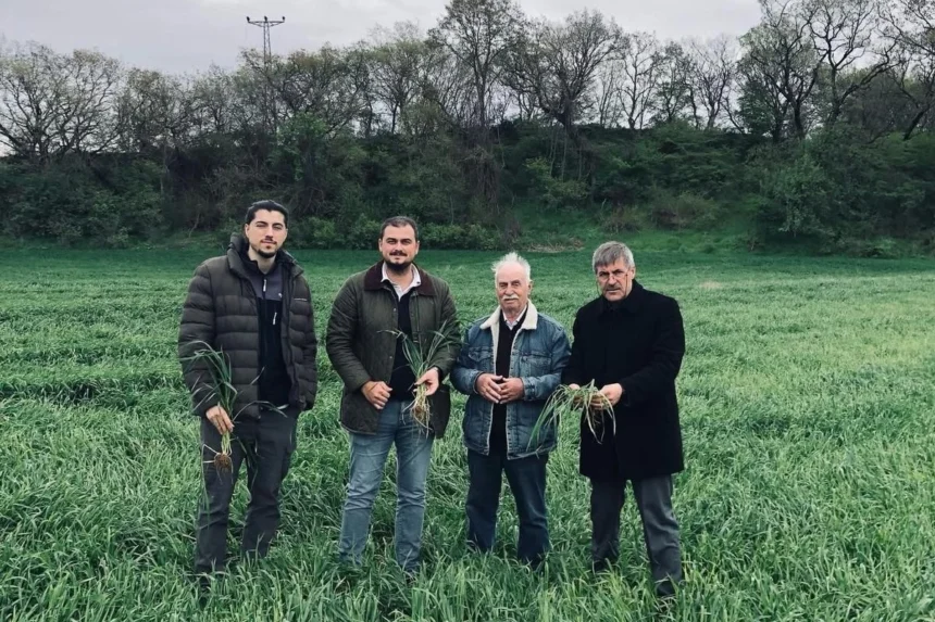 Keşan'da artan yağışlar verimi artırdı ancak tahıllarda hastalık riskini de yükseltti