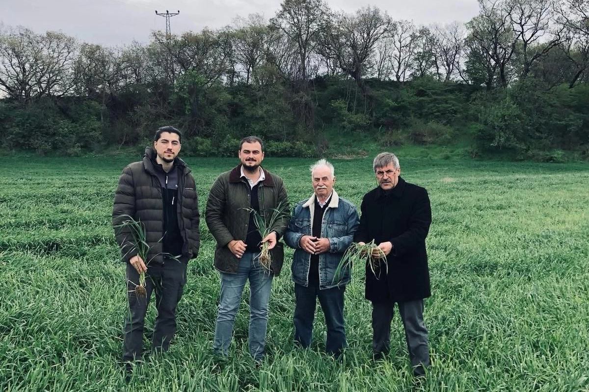 Keşan'da artan yağışlar verimi artırdı ancak tahıllarda hastalık riskini de yükseltti