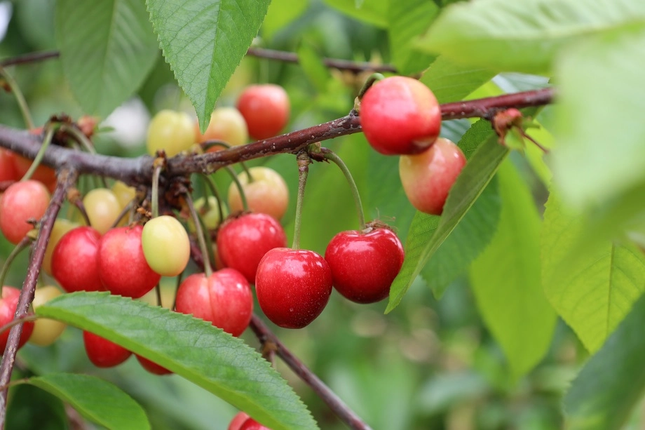 Türkiye'de kiraz hasadı başladı, ihracat hedefleri açıklandı