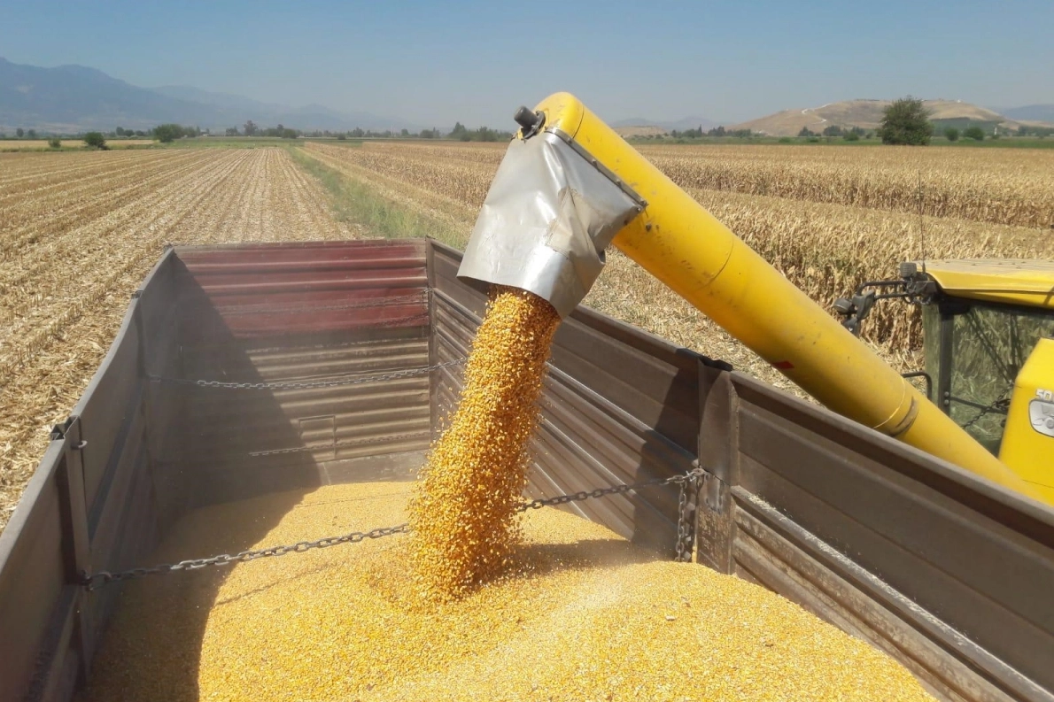 Mısır tarım ürünleri stokları ve ithalatı