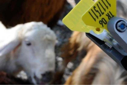 Hayvan sahipleri için aşı ve küpe ücretlerinde yapılan yeni düzenlemeleri gösteren görsel