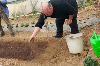 Bilecik Pazaryeri'nde tütün üretimiyle yeni bir geçim kapısı açılıyor