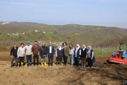 Bursa Nilüfer'de atıl arazilerde böğürtlen fidanları dikiliyor