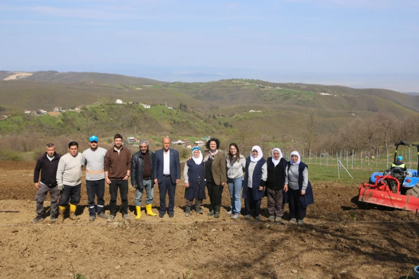 Bursa Nilüfer'de atıl arazilerde böğürtlen fidanları dikiliyor