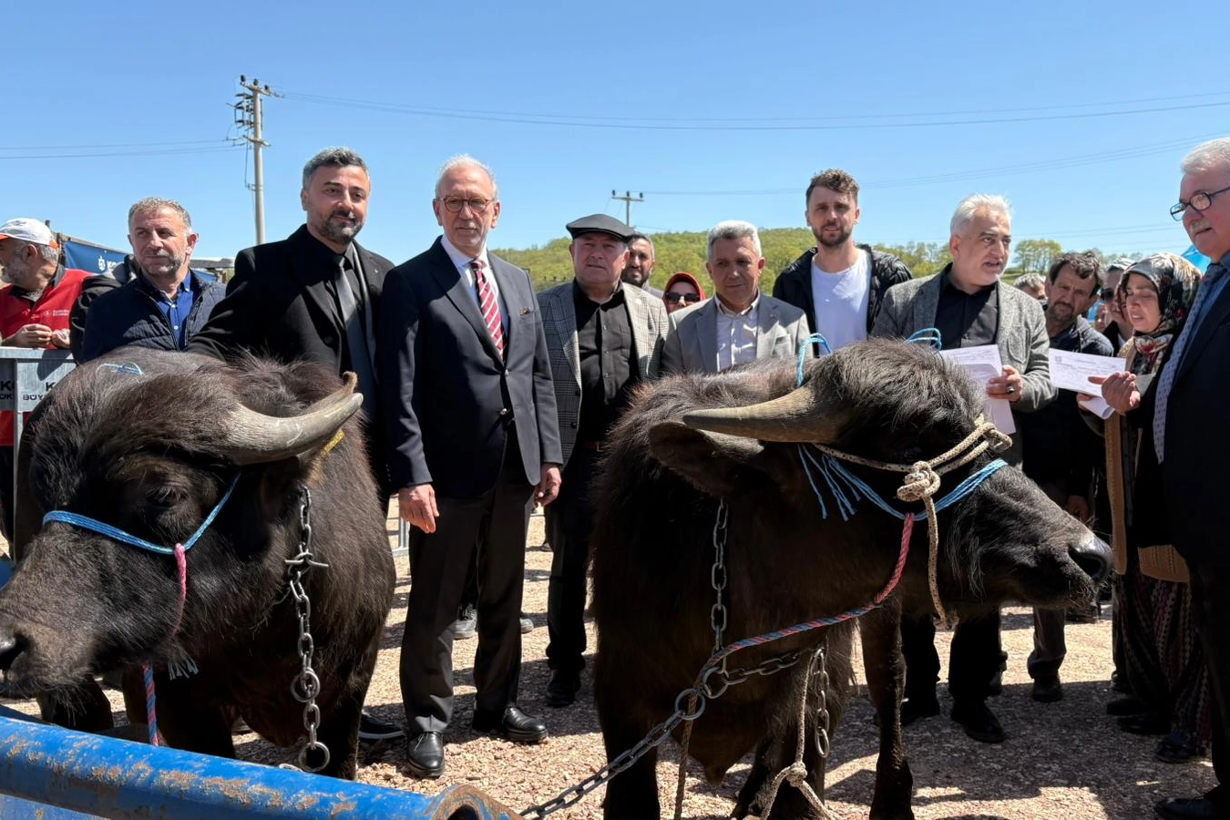 Kocaeli'de damızlık mandaların üreticilere teslim edildiği tören
