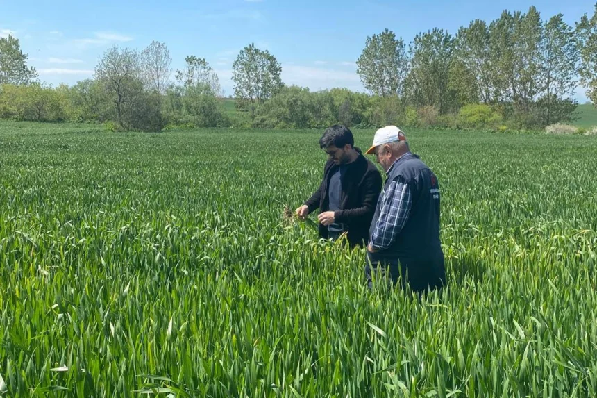 Edirne Keşan'da hububat tarlalarında yağışlardan kaynaklanan hastalıklar nedeniyle verim kaybı riski.