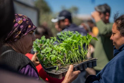 Milas Belediyesi, yerel üreticilere 30 bin adet sebze fidesi dağıttı