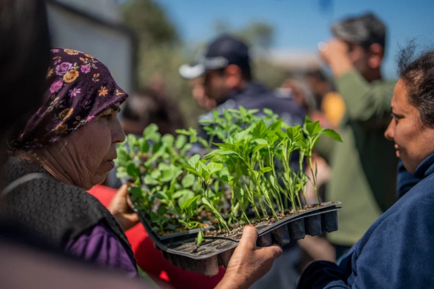 Milas Belediyesi, yerel üreticilere 30 bin adet sebze fidesi dağıttı